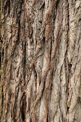 Oak Tree Bark Close-Up