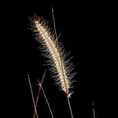 Backlit grass seedhead, Nuwara Eliya, Sri Lanka.