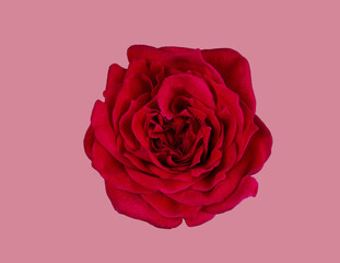 Abstract flower. red rose on pink background - Valentines, Mothers day, anniversary, condolence card. Beautiful rose. close up roses . panorama	