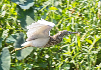 Indian Pond Heron (Ardeola grayii) in flight, in non-breeding plumage, Kitulgala, Sri Lanka.