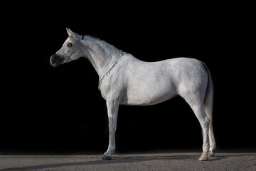 Body portrait of a beautiful white arabian horse on black background isolated, profile side view, exterior