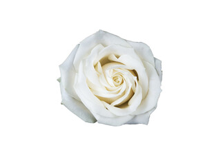 Abstract flower. white rose on white background - Valentines, Mothers day, anniversary, condolence card. Beautiful rose. close up roses . panorama	
