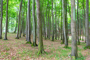 Einsamer Laubwald