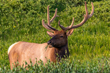 Naklejka na ściany i meble A Large Bull Elk with Velvet Antlers Lazily Grazing on Grass in the Rocky Mountains on a Summer Morning