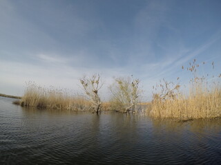 reeds on the river