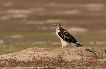 A Beautiful Ferruginous Hawk on the Prairie