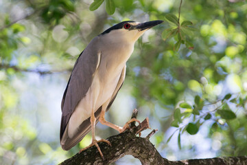 Black crowned night heron coastal aquatic bird