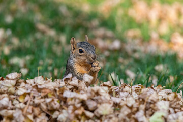 An Adorable Fox Squirrel in a Pile of Leaves on an Autumn Morning