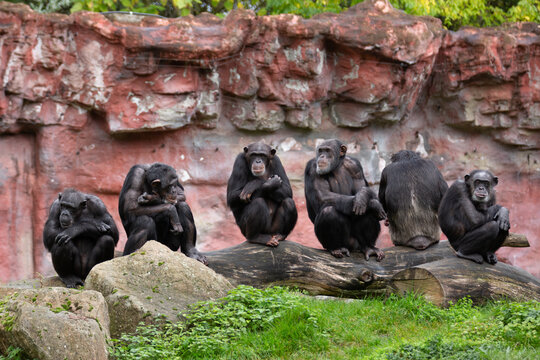 Schimpansen Familie im Zoo