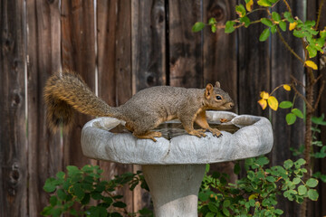 An Adorable Fox Squirrel on a Birdbath