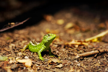 Closeup on green lizard in natural habitat. Beautiful reptile in the garden