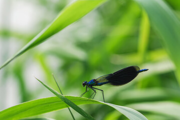 Closeup on blue dragonfly on the plant