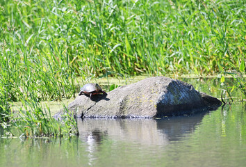 Turtle on Rock