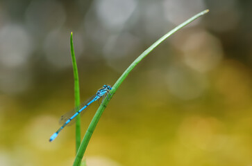 Closeup on blue dragonfly on green plant