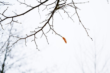 Lonely orange leaf on a bare autumn branch