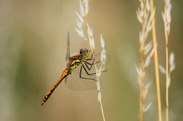 Closeup on orange and yellow dragonfly