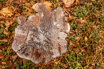 icy tree stump