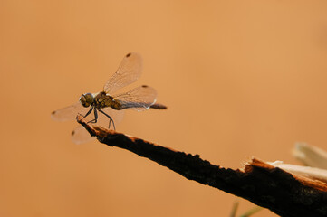 Closeup on dragonfly, orange background