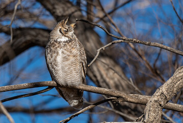 A Great Horned Owl Roosting on a Warm Summer Morning