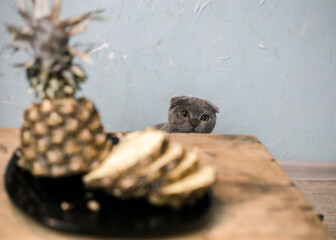 Kitten looks out from behind a wooden table