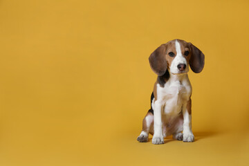 Cute Beagle puppy on yellow background, space for text. Adorable pet
