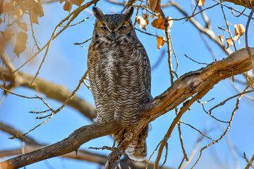 A Great Horned Owl Roosting on a Warm Summer Morning
