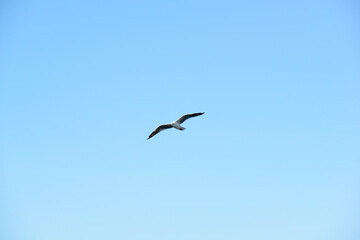 Seagulls flying in the sky above the sea