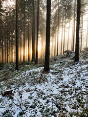 sunset in the forest