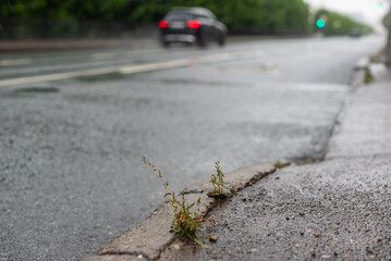 small bush of grass in the rain, sprout through the asphalt on the side of the road in the city