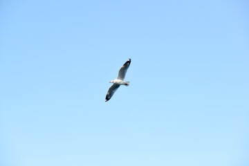 Seagulls flying in the sky above the sea