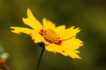 Yellow flowers, green background, spring in the garden