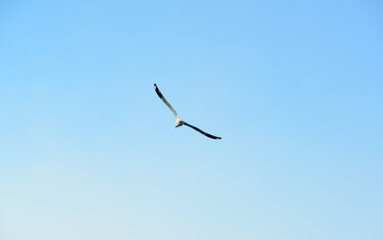 Seagulls flying in the sky above the sea