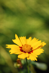 Yellow flowers, green background, spring in the garden