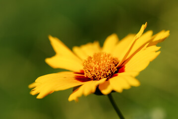 Yellow flowers, green background, spring in the garden