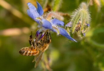 A Macro Photo of a Honey Bee Feeding on a Flower and Gathering Pollen