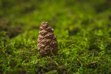 Still life. Coniferous tree cones lie on green moss- abstract background