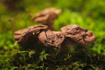 Background of moss. Still life mushrooms