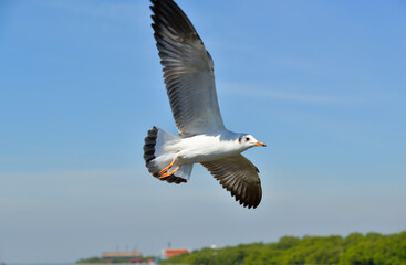 Fototapeta na wymiar Seagulls flying in the sky above the sea