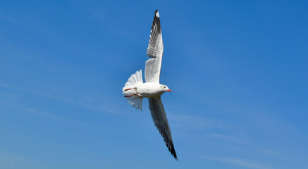Seagulls flying in the sky above the sea