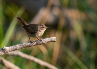A House Wren Perched on a Branch in the Morning Light

