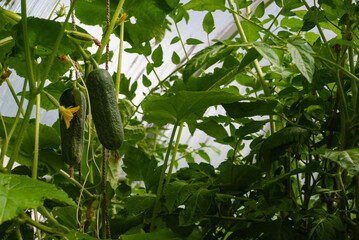 two large ripe cucumbers hang on a branch of a bush on a cucumber garden in a greenhouse in summer