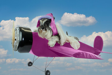 dog pilot in old plane 