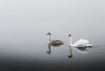 Fototapeta na wymiar White and grey swans in the fog, lake