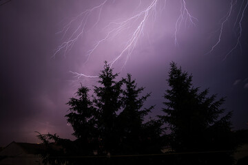 lightning strike at night with pine tree silhouette