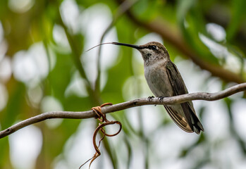 A Hummingbird Showing Off its Long Tongue