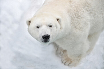 Naklejka na ściany i meble polar bear in the snow