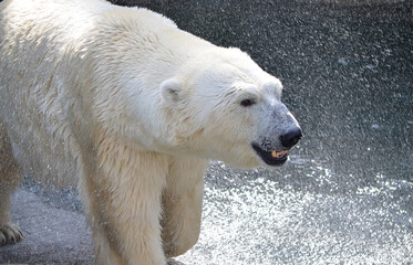 white polar bear