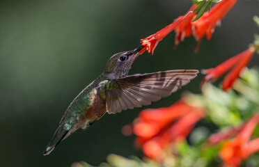 A Hummingbird Feeding on Wildflower Nectar