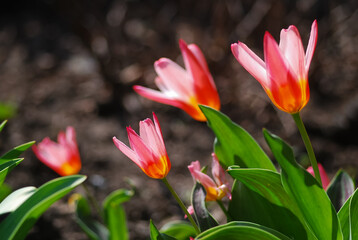 Red and pink tulips in the garden