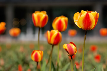 Red and yellow tulips in the garden